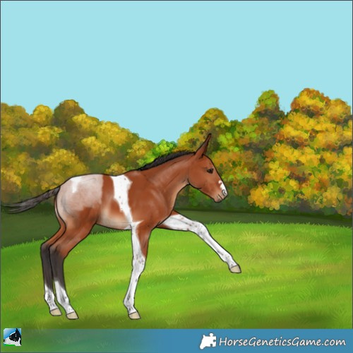 Horse Color:Bay Tobiano 