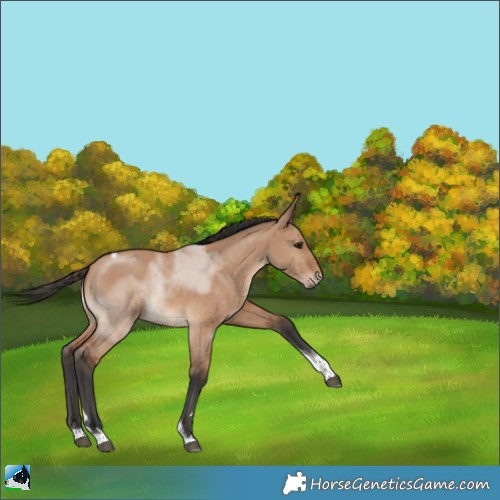 Horse Color:Bay Dun Tobiano Rabicano 