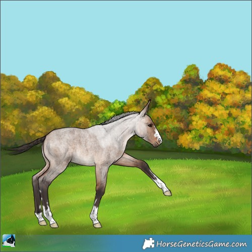 Horse Color:Bay Roan Dun Brindle 
