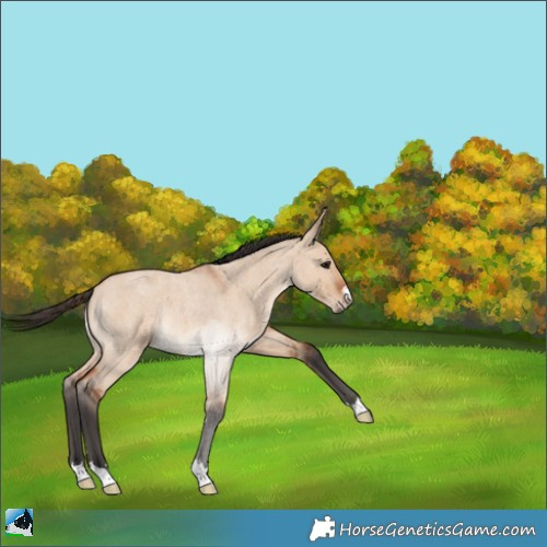 Horse Color:Bay Roan Dun Rabicano 