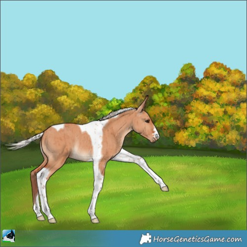 Horse Color:Silver Bay Dun Tobiano Rabicano Brindle 