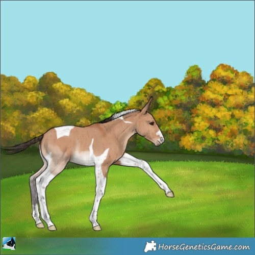 Horse Color:Bay Dun Tobiano Rabicano Brindle 