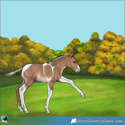 Horse Color:Silver Bay Dun Tobiano Rabicano Brindle 
