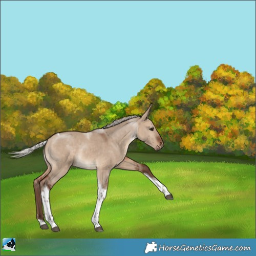 Horse Color:Silver Bay Dun Tobiano Rabicano 