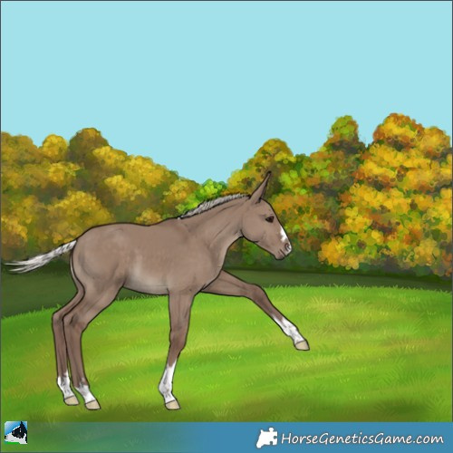 Horse Color:Silver Grullo 