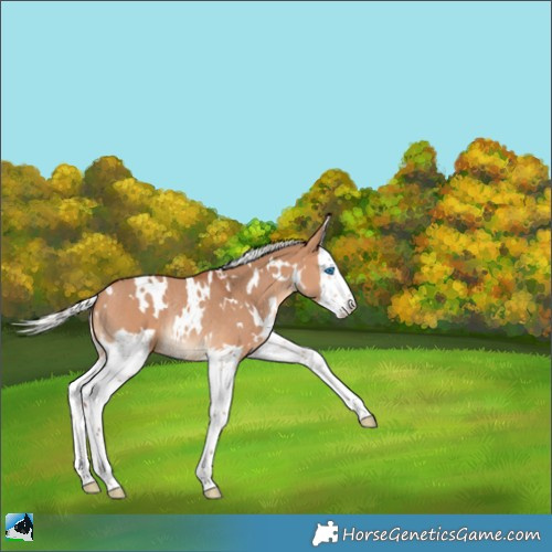 Horse Color:White Spotted Silver Bay Dun Splash Rabicano 