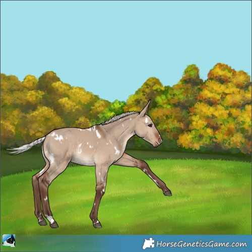 Horse Color:White Spotted Silver Bay Dun 