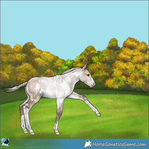 Horse Color:White Spotted Silver Brown Dun 