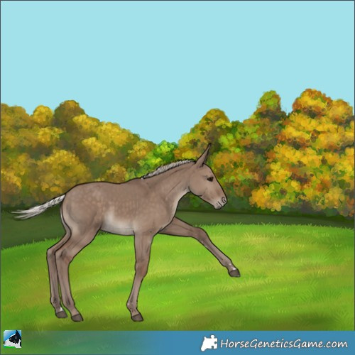 Horse Color:Silver Grullo Rabicano 