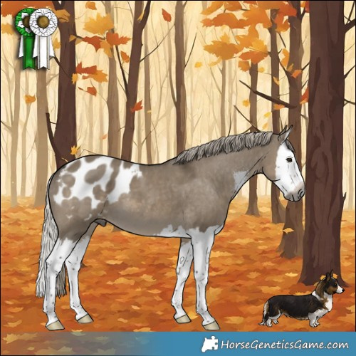 Horse Color:Gray Silver Smoky Grullo Sabino Splash Appaloosa 