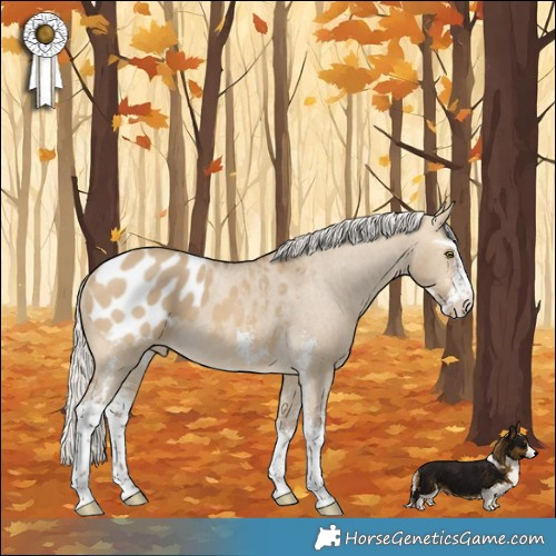 Horse Color:Silver Buckskin Dun Sabino Appaloosa 