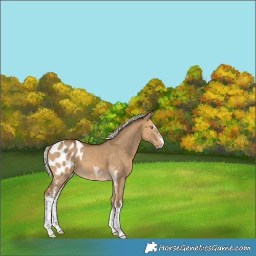 Horse Color:Silver Buckskin Dun Sabino Appaloosa 