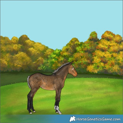 Horse Color:Gray Silver Buckskin Dun Sabino 