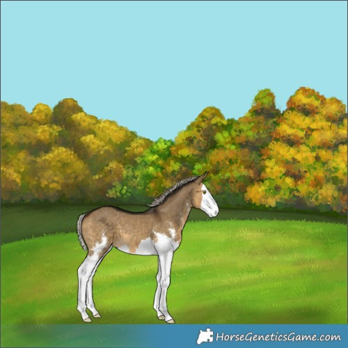 Horse Color:Gray Silver Buckskin Dun Sabino Splash 