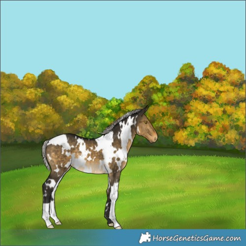 Horse Color:Gray White Spotted Silver Buckskin Dun 