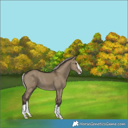 Horse Color:Gray Silver Smoky Grullo Sabino Splash 