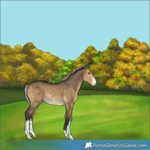 Horse Color:Silver Buckskin Dun Sabino 