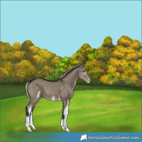 Horse Color:Gray Silver Smoky Grullo Sabino 