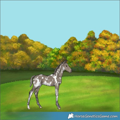 Horse Color:White Spotted Silver Smoky Grullo 