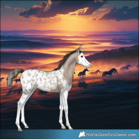 Horse Color:Classic Champagne Roan Splash Appaloosa 