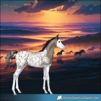 Horse Color:Gray Classic Champagne Roan Splash Appaloosa Rabicano