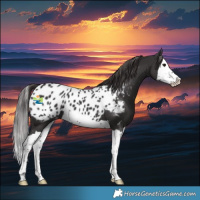Horse Color:Smoky Black Splash Blanket 