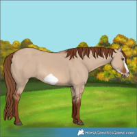 Horse Color:Red Dun Frame 