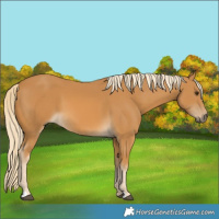 Horse Color:Palomino 