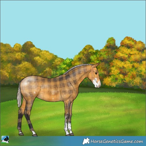 Horse Color:Plaid  Silver Buckskin Sabino 