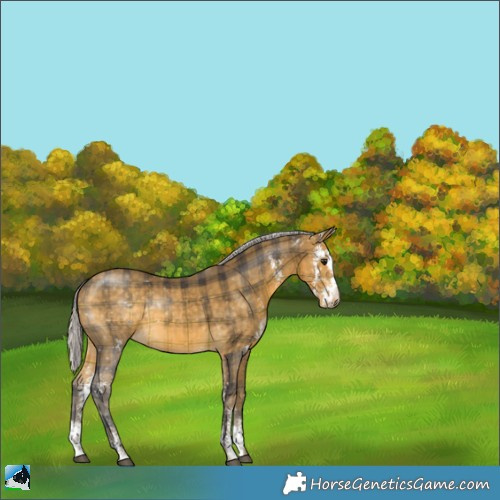 Horse Color:Plaid  Silver Buckskin Sabino 