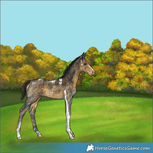 Horse Color:Plaid  Buckskin Tobiano 