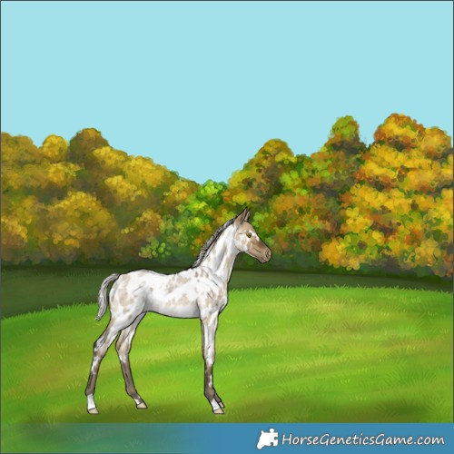 Horse Color:White Spotted Silver Buckskin Roan Dun Appaloosa 