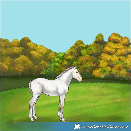 Horse Color:White Spotted Silver Buckskin Roan Dun Appaloosa 