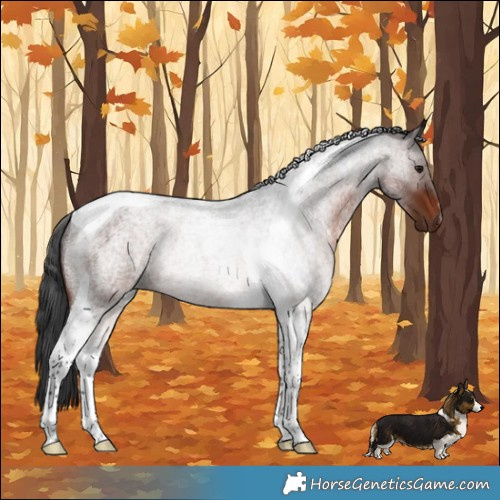 Horse Color:Brown Roan Tobiano