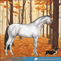 Horse Color:Brown Roan Tobiano 