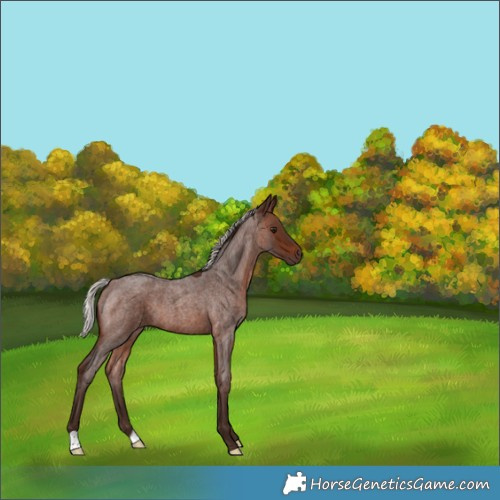 Horse Color:Silver Brown Roan 