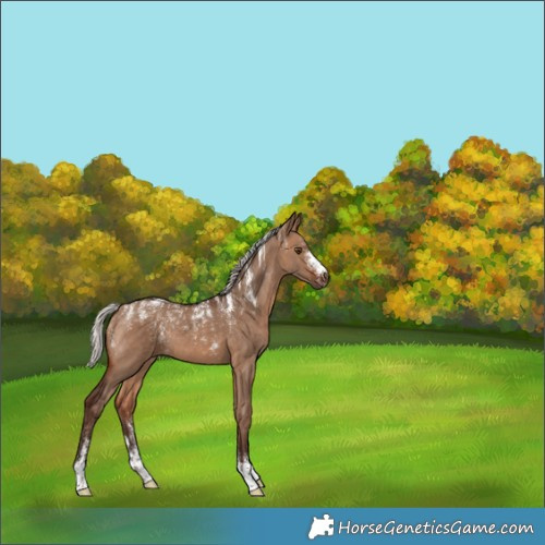 Horse Color:Powder White Silver Brown Dun 