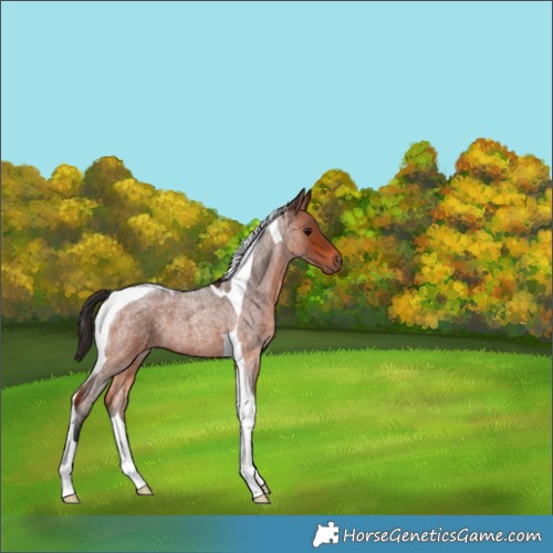 Horse Color:Bay Roan Tobiano 