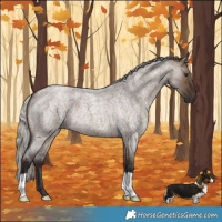 Horse Color:Silver Brown Roan Dun
