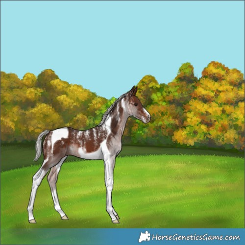 Horse Color:Powder White Silver Brown Tobiano 