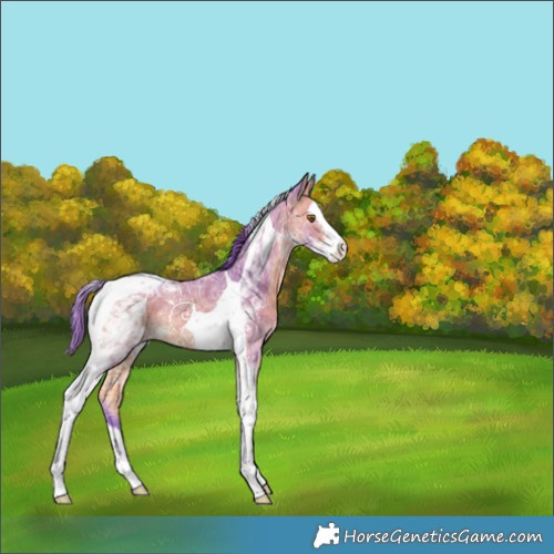 Horse Color:Watercolor Buckskin Ice Splash Tobiano 