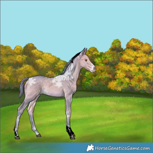 Horse Color:Watercolor Buckskin Ice Tobiano 