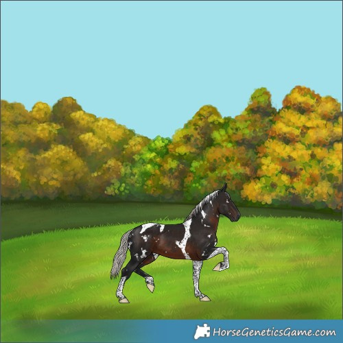 Horse Color:Gray White Spotted Silver Brown Tobiano 