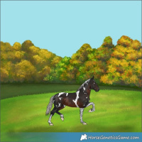 Horse Color:Gray White Spotted Silver Brown Tobiano 