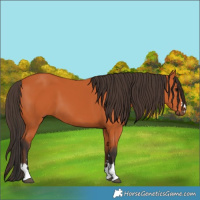 Horse Color:Bay 