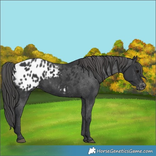 Horse Color:Black Appaloosa Rabicano 