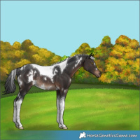 Horse Color:White Spotted Brown Tobiano Rabicano