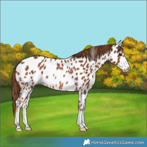 Horse Color:Chestnut Near Leopard Rabicano