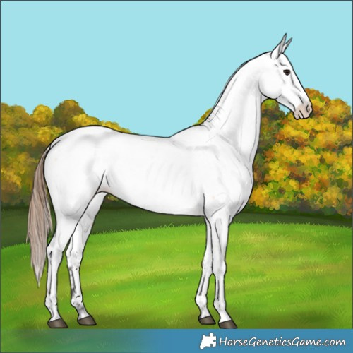 Horse Color:Bay Dun Appaloosa 