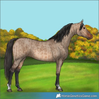 Horse Color:Brown Dun Rabicano and Brown Dun Rabicano